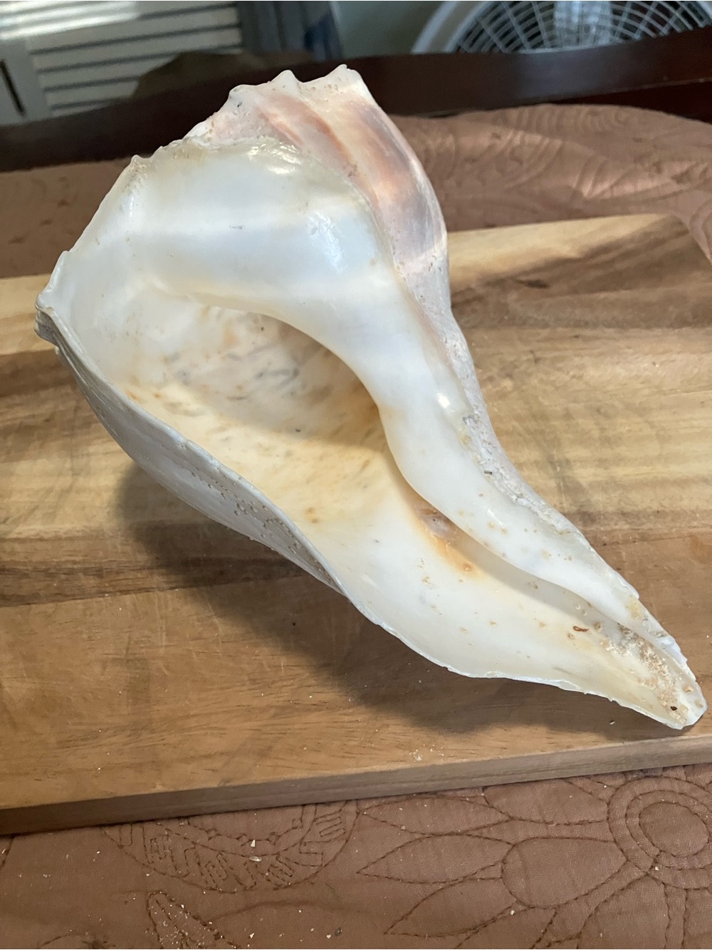 Large Lightning Whelk White Shell - Picture 9 of 9